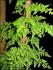 Lygodium japonicum Lygodium japonicum
